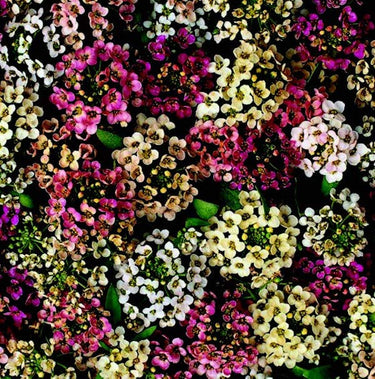 Aphrodite Mix Alyssum Seeds